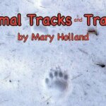 Animal Tracks and Traces hike at the Boulders