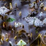 Moths are the subject of the film Nocturnes