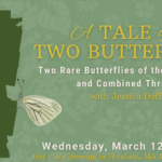 learn about two rare butterflies of the Berkshires