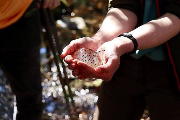 Close up of a fish egg sack held gently in cupped hands