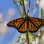 monarch butterfly perched upon spring flowers