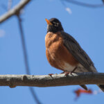 A robin sits on a branch on a sunny day
