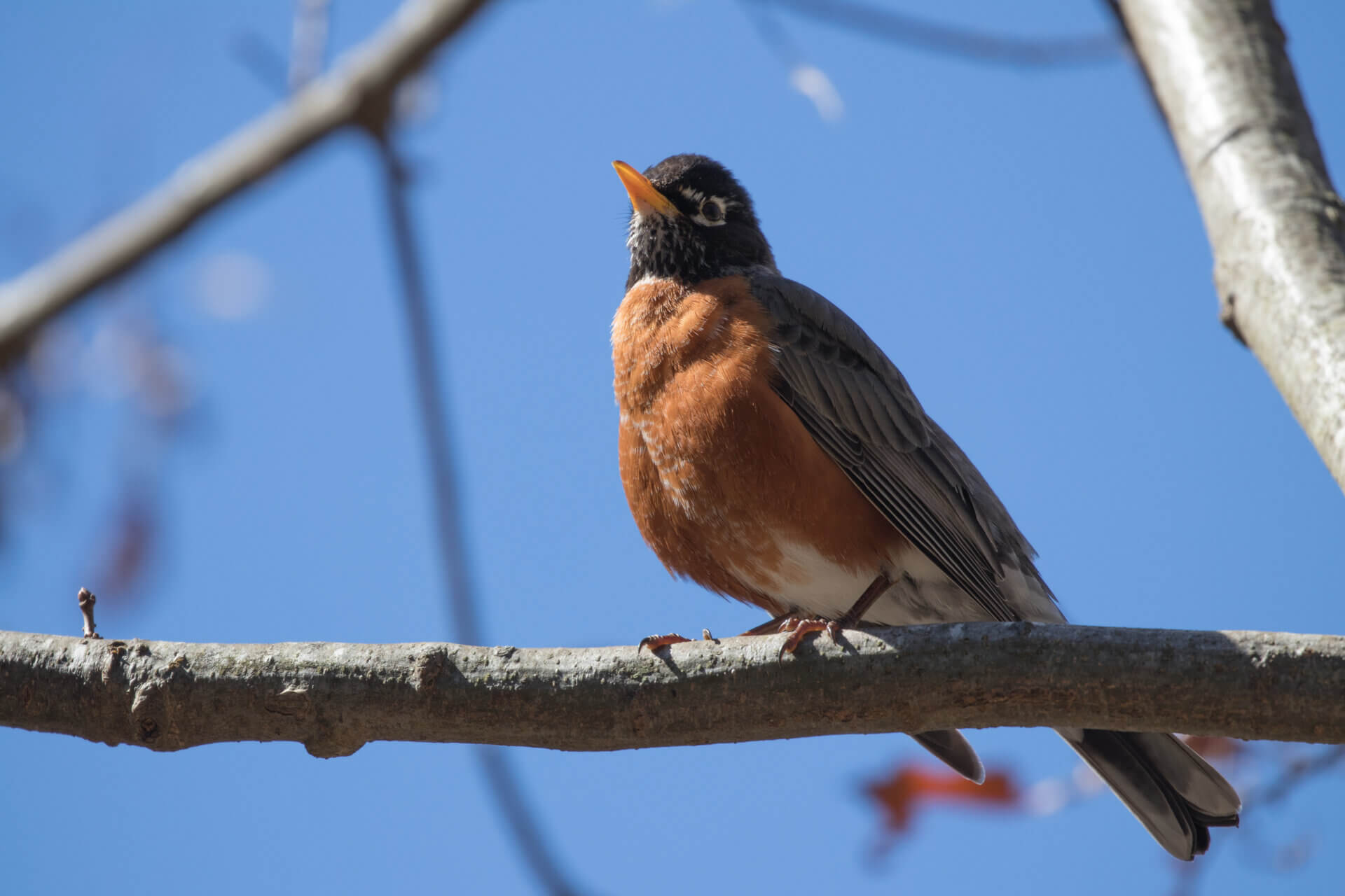 A robin sits on a branch on a sunny day