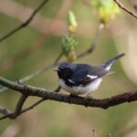 A warbler sits on a springtime branch