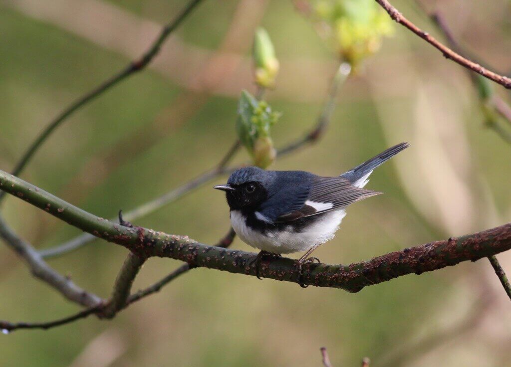 A warbler sits on a springtime branch