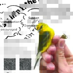 A yellow finch adorns the flyer for Berkshire Bird Observatory