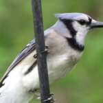 A blue jay is perched on a small branch