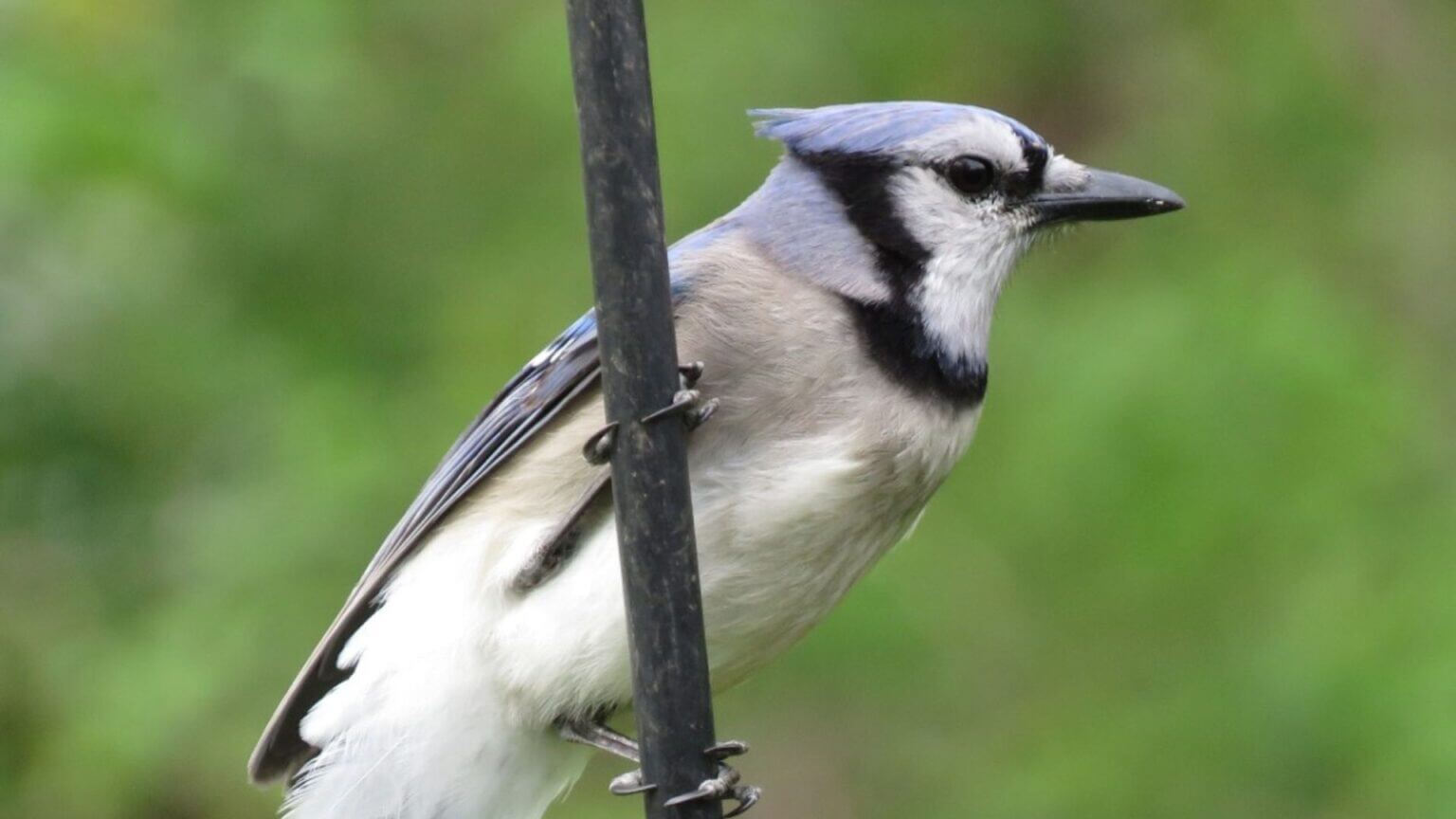A blue jay is perched on a small branch