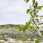An apple orchard filled with white blooms, ready for a wine tasting.