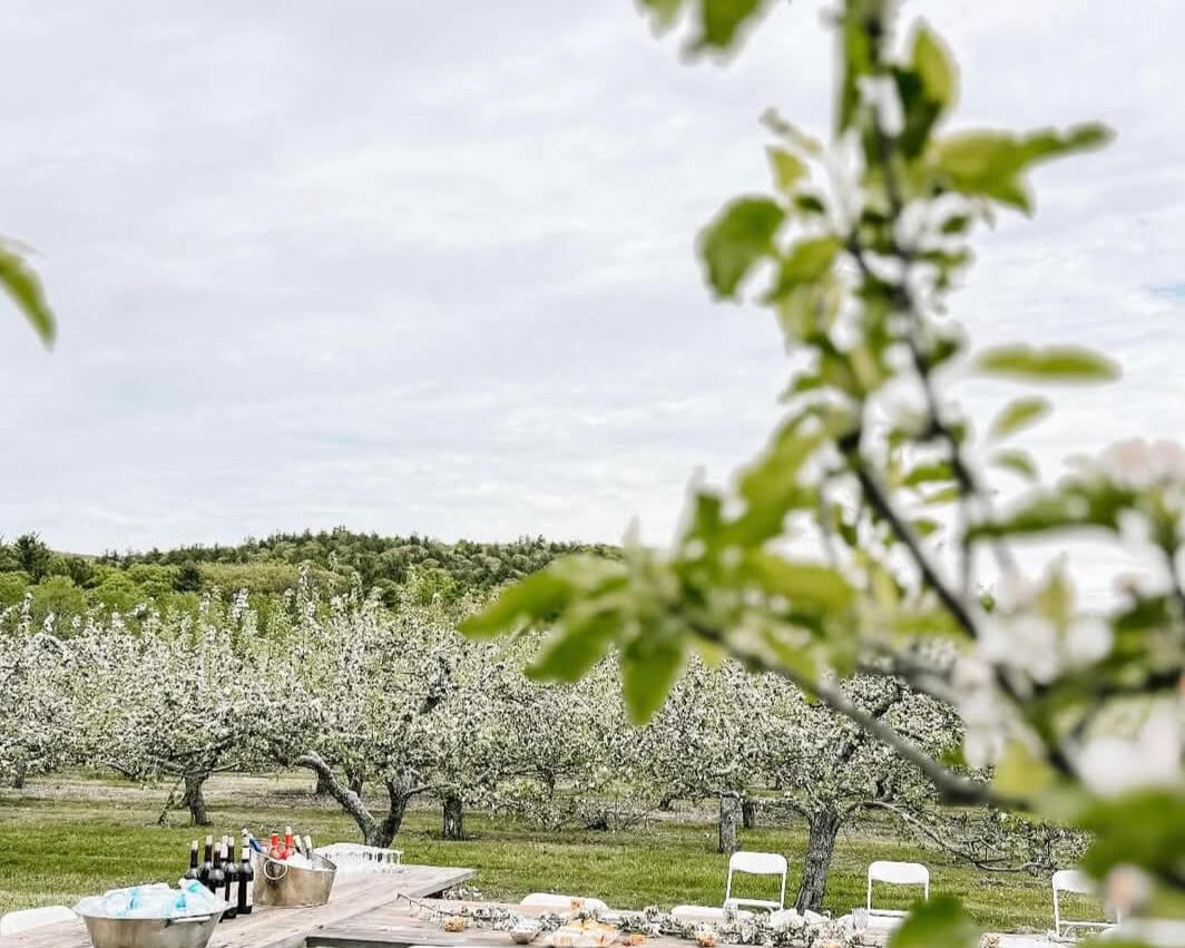 An apple orchard filled with white blooms, ready for a wine tasting.