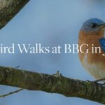 Bird walks in June at BBG