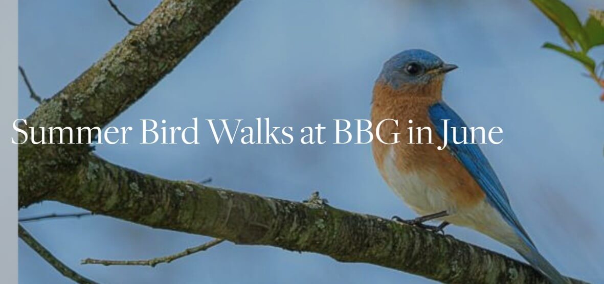 Bird walks in June at BBG
