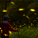 Firefly program at Greylock Glen