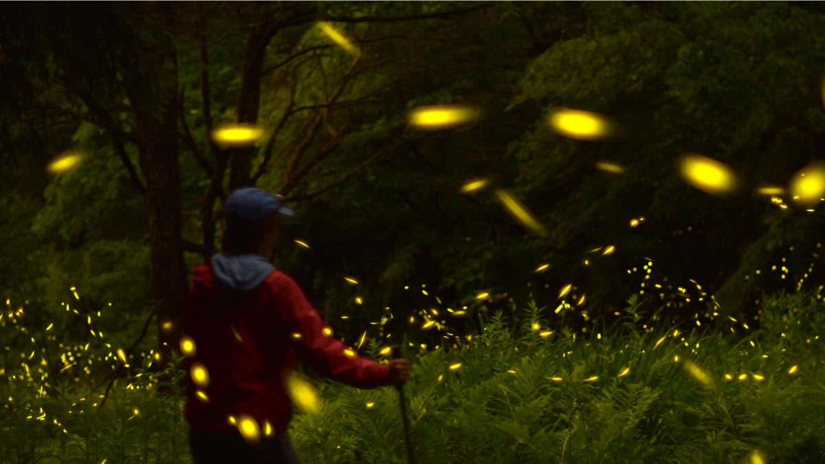 Firefly program at Greylock Glen