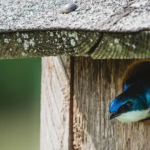 swallows and other breeding birds at hsv