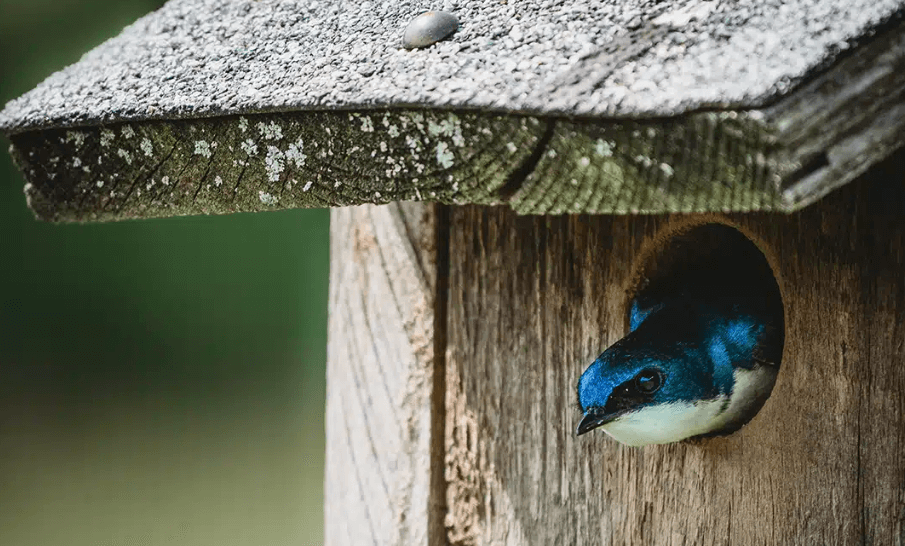 swallows and other breeding birds at hsv