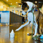 Pup cup pop up by Barkshire Dog Trading
