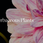 BBG offers a class series on herbaceous plants