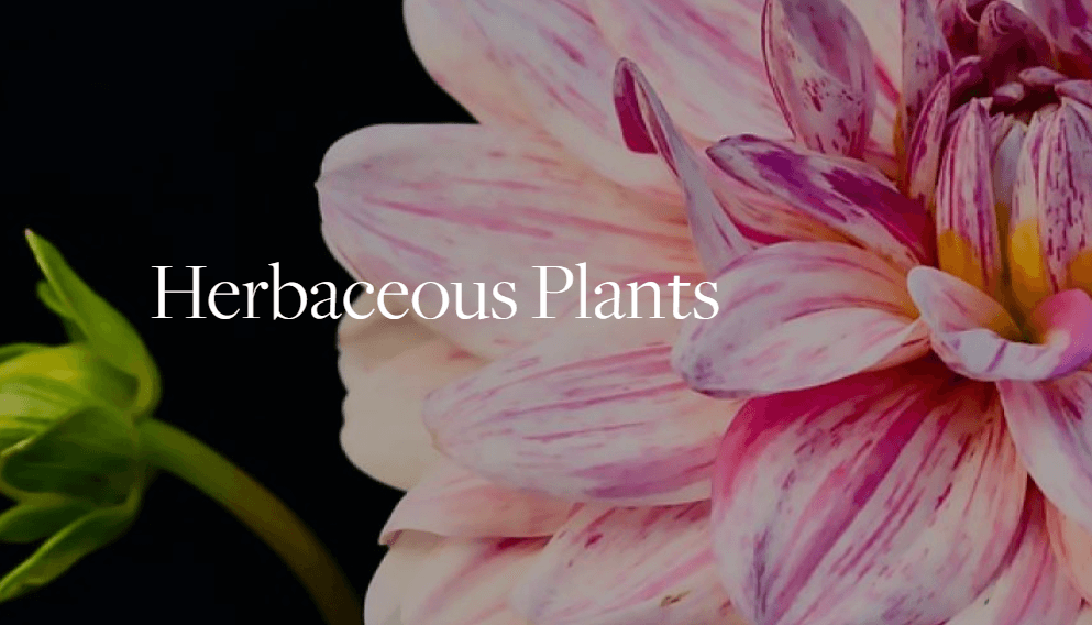 BBG offers a class series on herbaceous plants