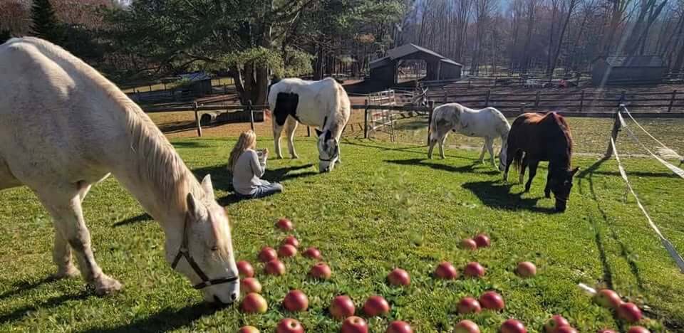 Horses at Hilltop benefit