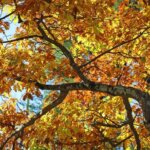 Sensing nature from the Outside In