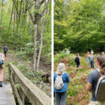 Forest bathing at Hancock Shaker Village