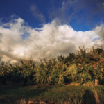 Hilltop Orchard offers moonlit hike and music