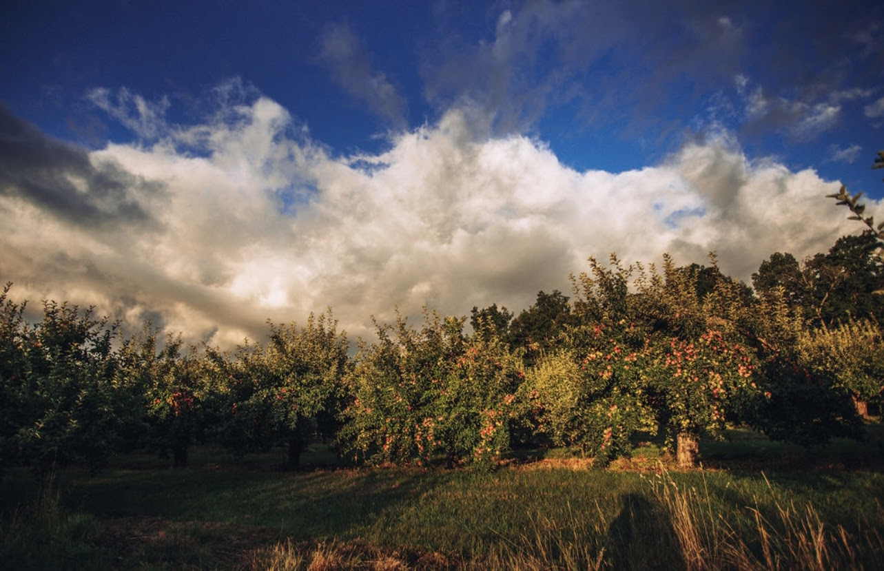 Hilltop Orchard offers moonlit hike and music