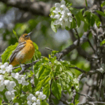 Nature Walks at Chesterwood through October