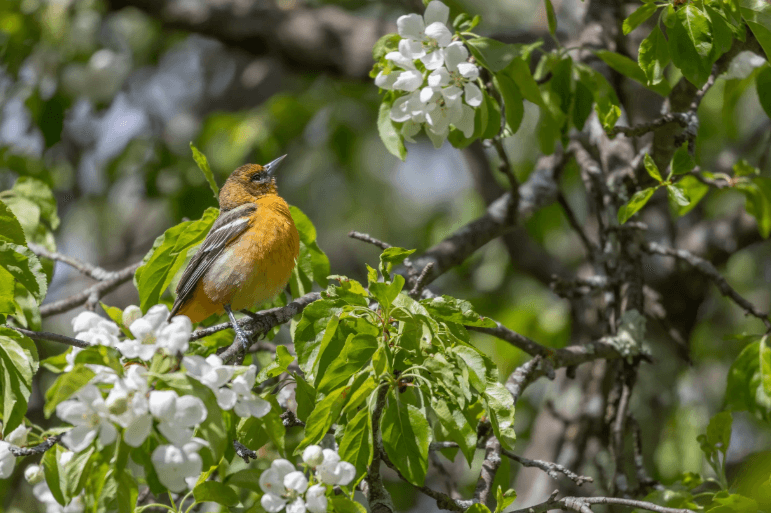 Nature Walks at Chesterwood through October