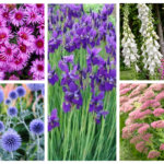 Chesterwood fall plant sale