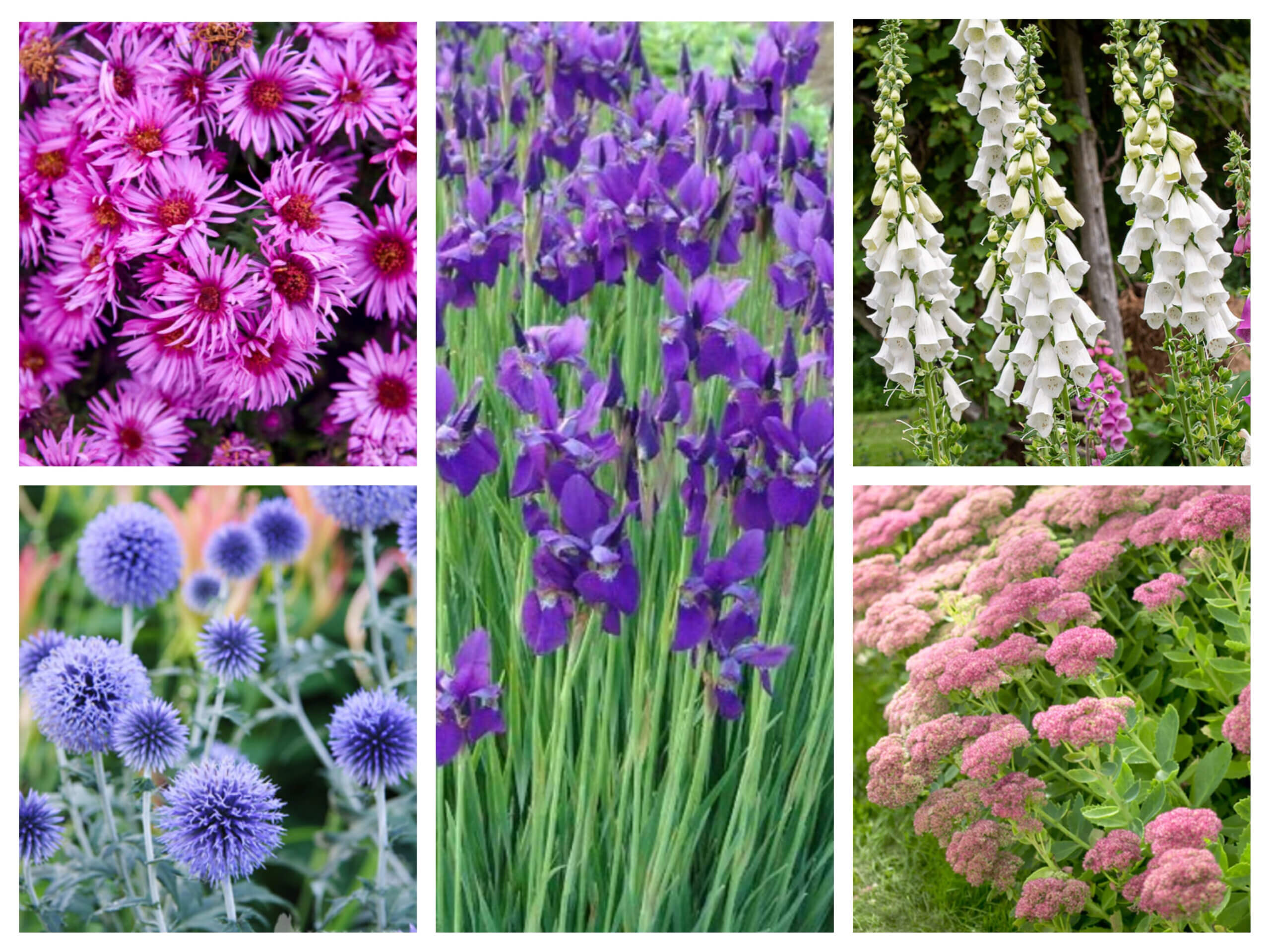 Chesterwood fall plant sale