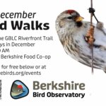 Weekly bird walks with the Berkshire Bird Observatory