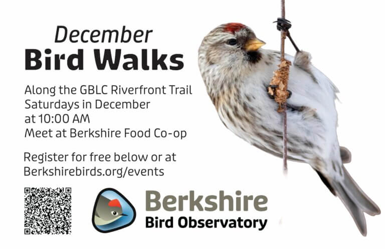 WildOwlsInTheHand_Flyer Weekly bird walks with the Berkshire Bird Observatory