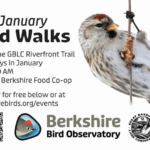 January bird walks