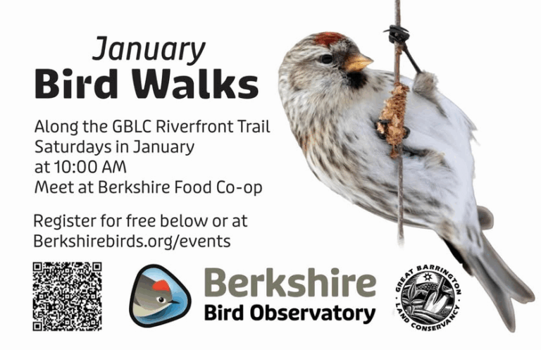 Berkshire Bird Observatory January bird walks
