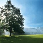 Tanglewood trees and Lenox landscape