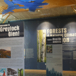Greylock Glen winter tree identification