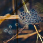 Amphibian search at The Mount