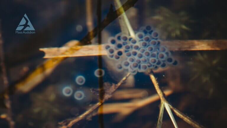 Amphibian search at The Mount