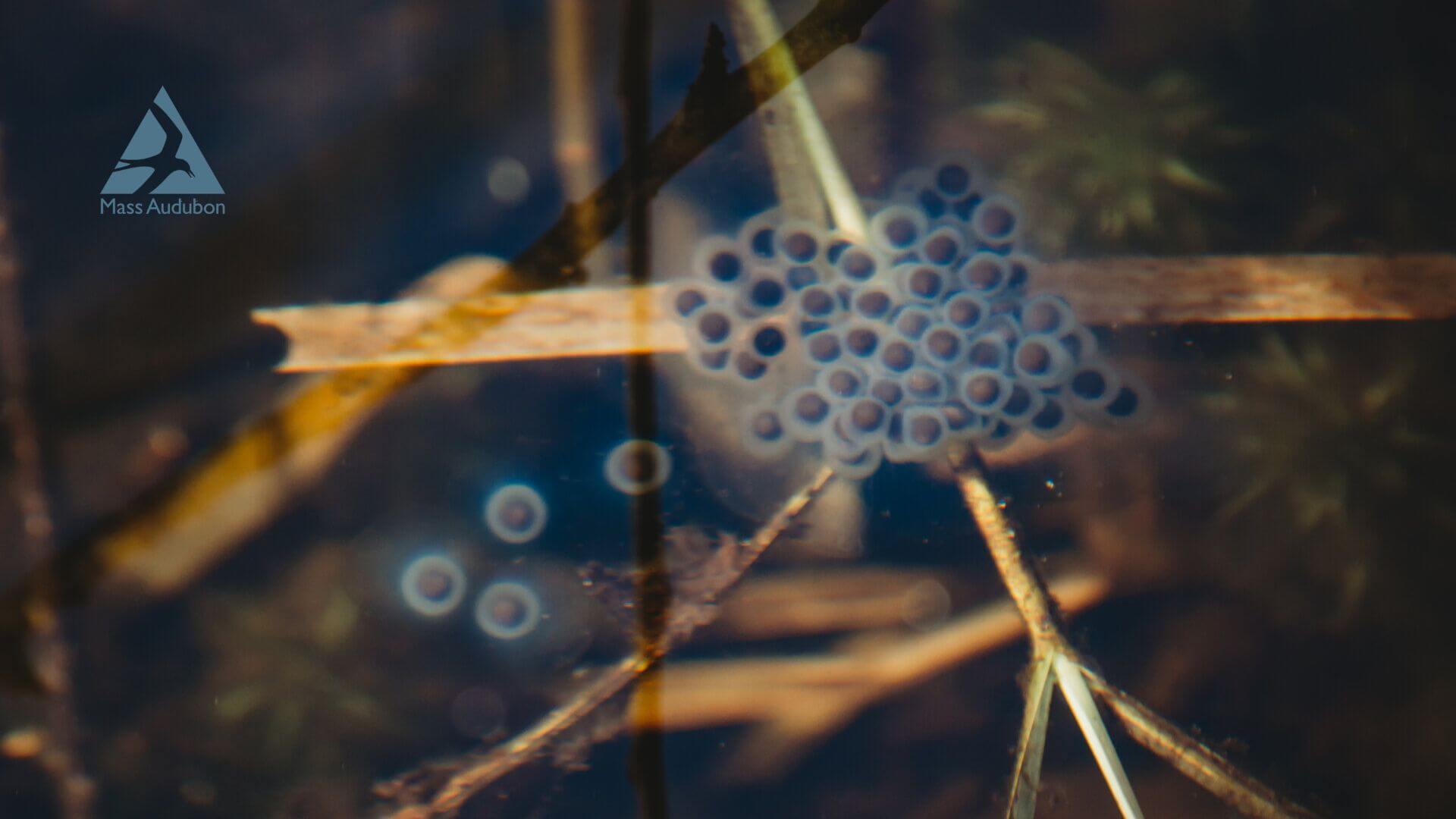 Amphibian search at The Mount