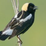 Birding at the Mount