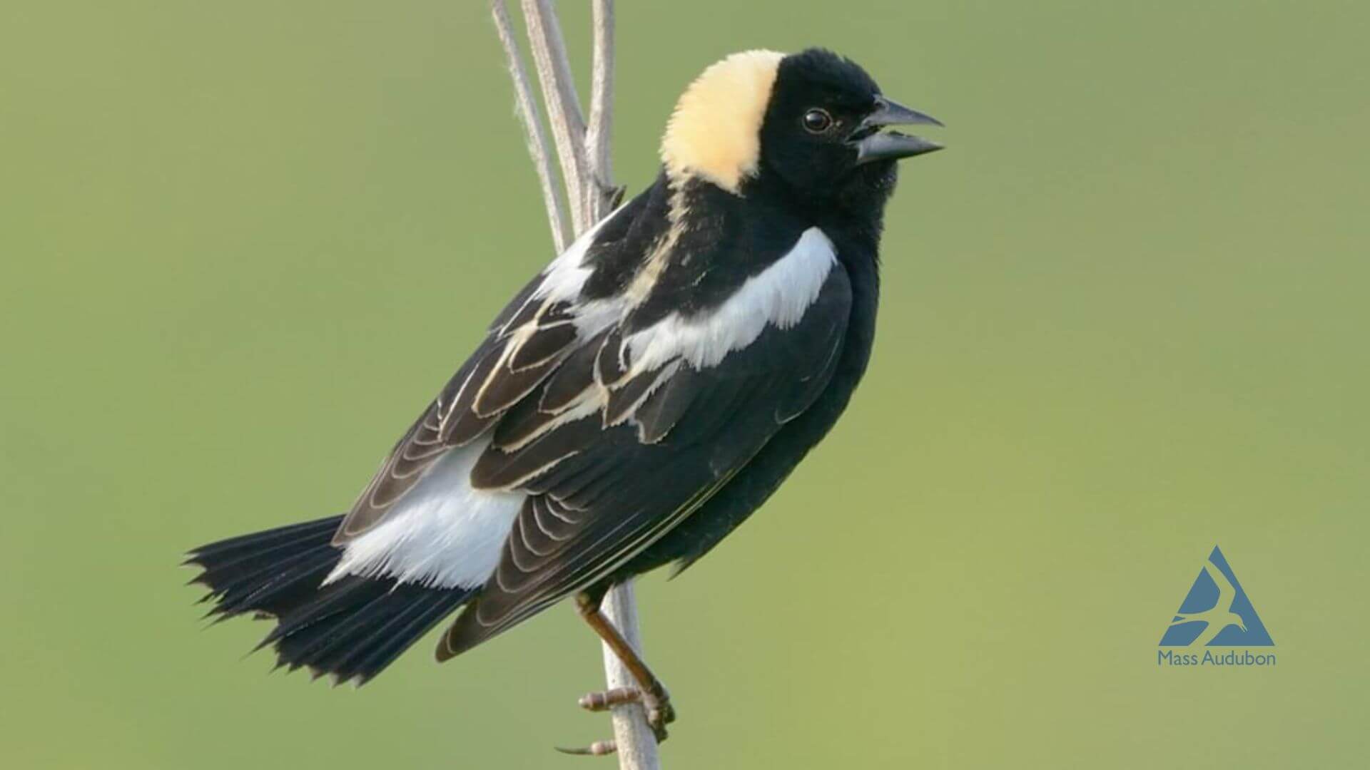 Birding at the Mount