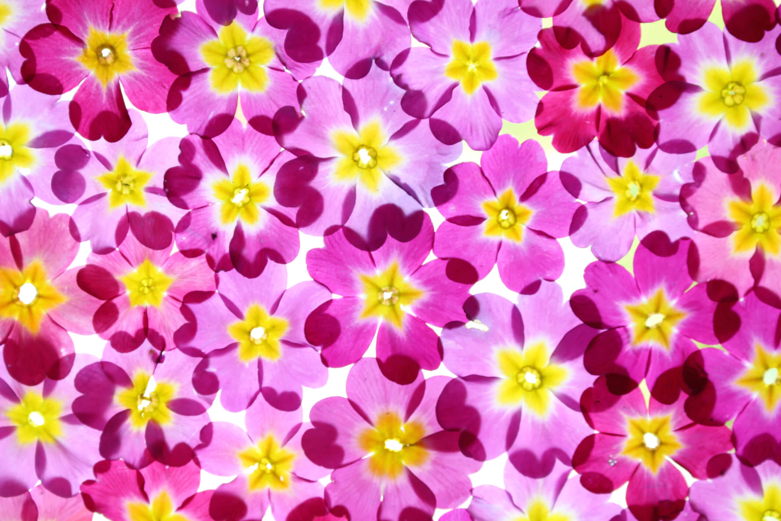 Ephemeral Garden opening reception at BBG