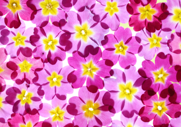 Ephmeral Garden at BBG for ArtWeek