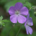 Wildlife friendly gardens
