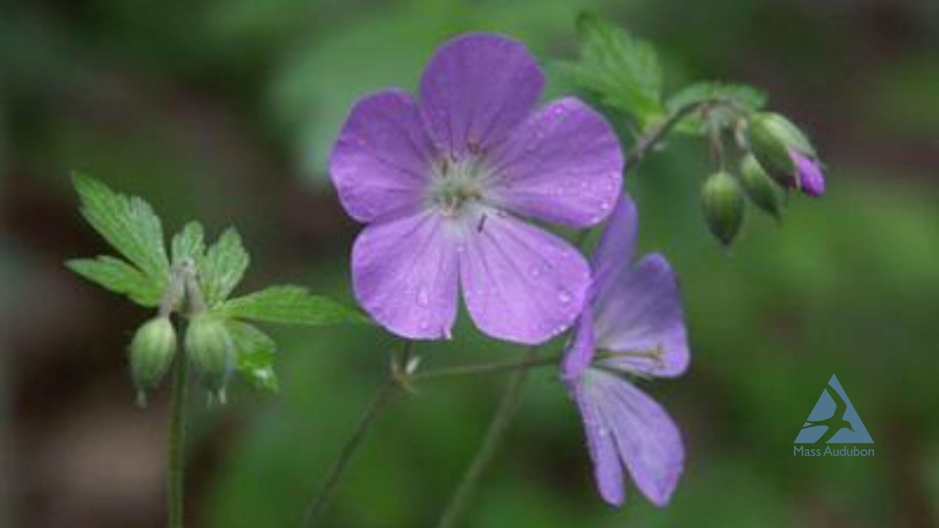 Wildlife friendly gardens