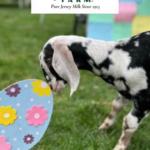 High Lawn Farm Easter Egg Hunt
