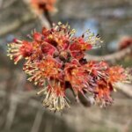 Tax Day plant walk in Williamstown