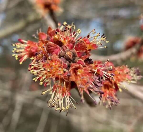 Tax Day plant walk in Williamstown